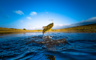 Explore the Great Outdoors: Your Guide to Hunting and Fishing in Brazos County