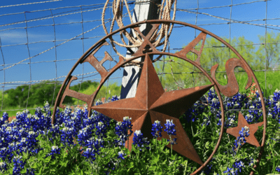 Bloom & Wander: Best Bluebonnet Viewing Near Bryan/College Station