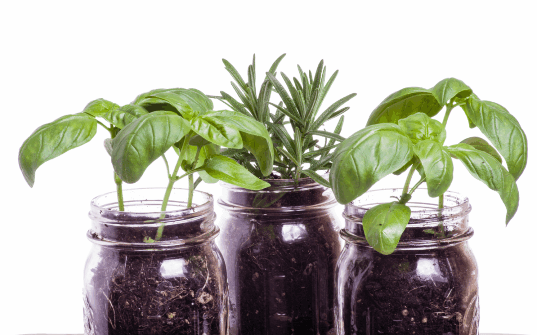 RV Garden Hacks: Growing Fresh Herbs & Greens on the Road