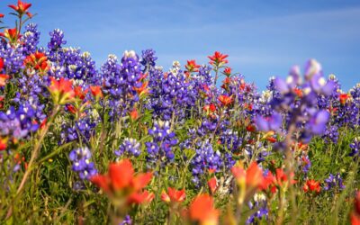 Bluebonnet Season Is Coming: Best Photo Tips & How to Protect Texas Wildflowers
