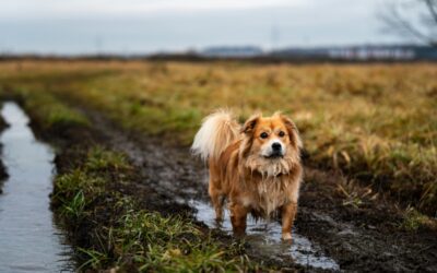 Traveling with Pets in Muddy Season: What Every RVer Needs to Know