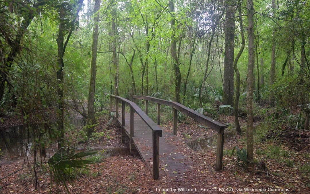 Wooden footbridge on a forested trail in Sam Houston National Forest near Bryan-College Station, Texas