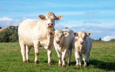 Where to Stay for the TJCA State Show in Bryan, TX