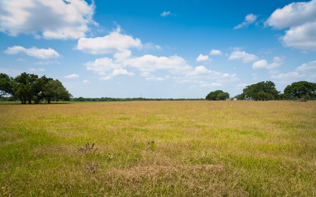 Wide open Texas summer field with green grass, oak trees, and bright blue sky near Bryan College Station