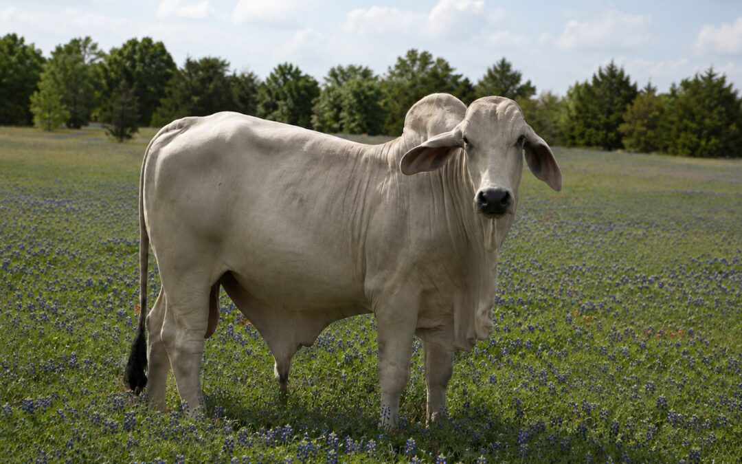 Brahman bull standing in a Texas bluebonnet field near Bryan, TX