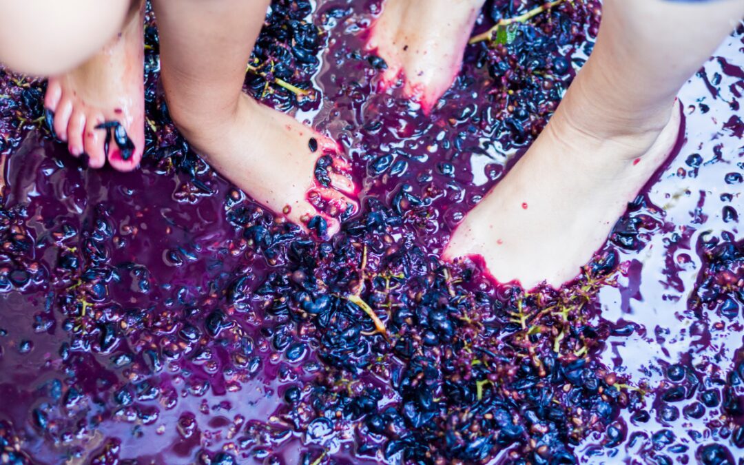Bare feet stomping dark purple grapes in a traditional grape stomping vat at Messina Hof Harvest Festival in Bryan Texas