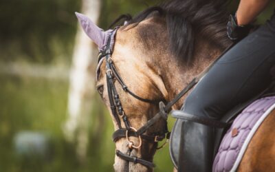 Everything You Need to Know About the Texas State 4-H Horse Show in Bryan 
