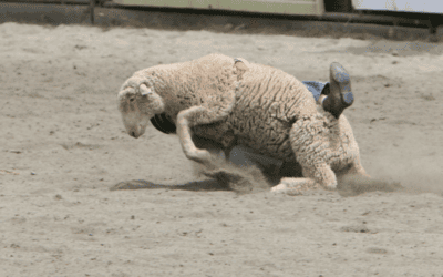 Brazos Valley Fair & Rodeo 2026: What to Know Before You Go